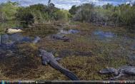6_Evergladesf51s-.jpg
