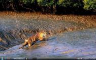 7_Sundarbansf01s-.jpg