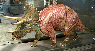 群馬県立自然史博物館・トリケラトプスの筋肉