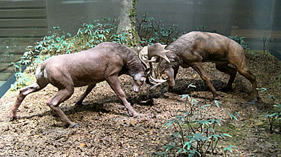 群馬県立自然史博物館・ヘラ鹿の戦い