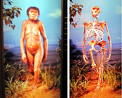 群馬県立自然史博物館・アファール猿人の変身