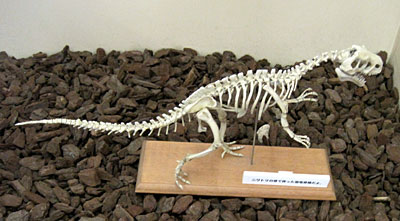 板橋教育科学館の恐竜化石