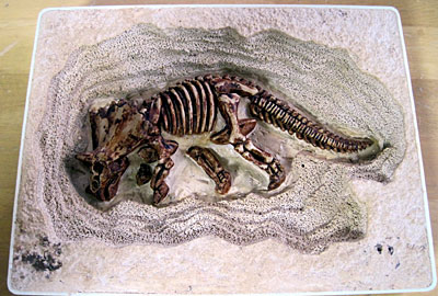 恐竜化石発掘キット