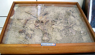 板橋教育科学館の恐竜化石
