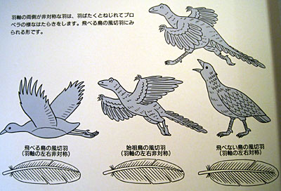 鳥の博物館　羽毛の変化