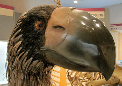 鳥の博物館　ディアトリマ