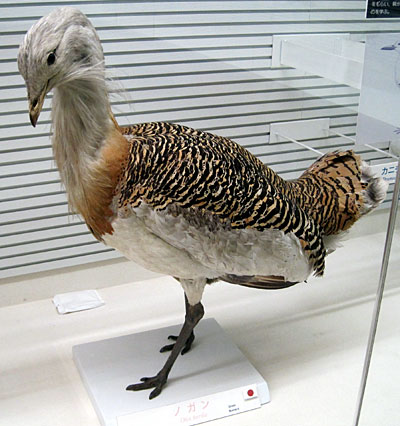 鳥の博物館　ノガン