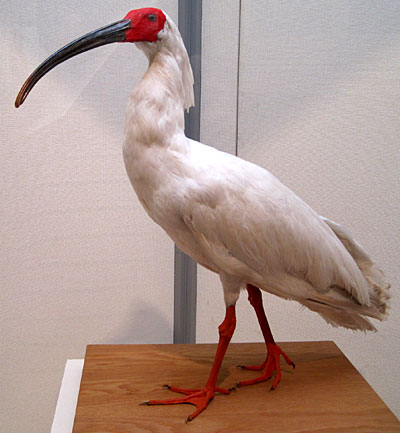 鳥の博物館　トキ