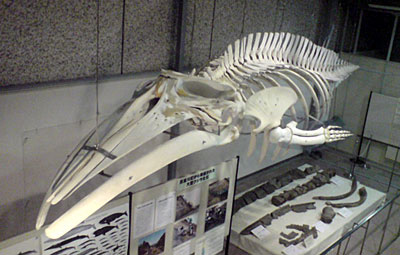 山形県で発掘されたクジラの化石