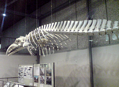 山形県で発掘されたクジラの化石