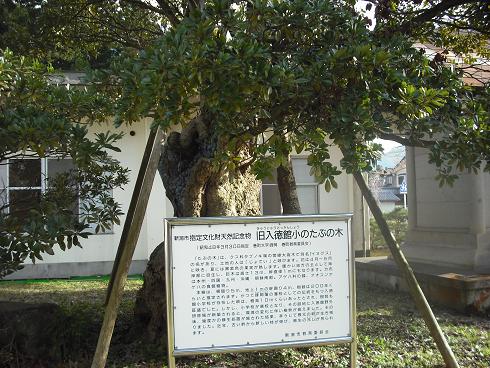 100410北国街道三根山藩入徳館のたぶの木