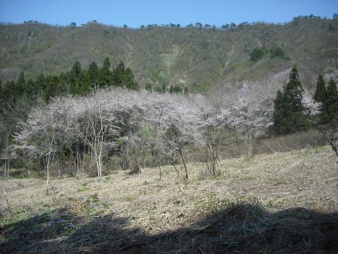 100503坂戸城跡の中の山桜全体