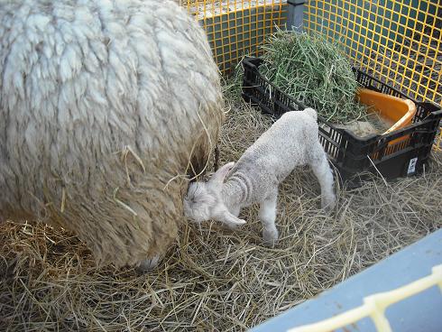 100505採採の羊の赤ちゃんアップ