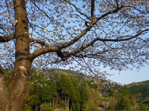 大杉公園の山桜