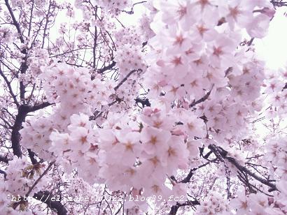 2012年4月○川駅前の桜Ⅱ