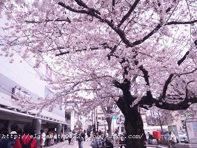 2012年4月○川駅前の桜Ⅲ