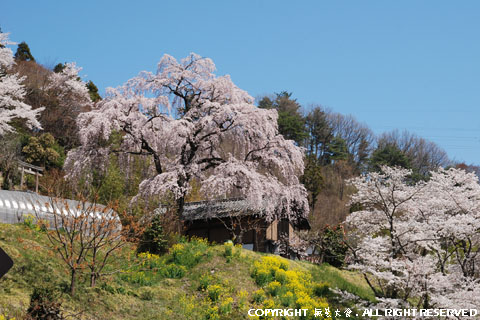 茶屋沼の枝垂れ桜