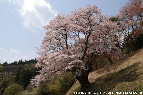 新田の大山桜