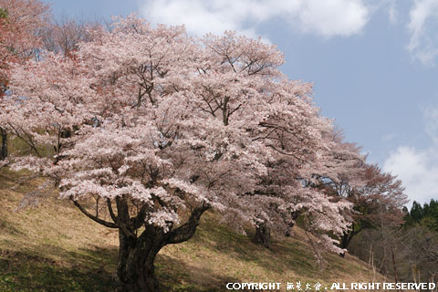 新田の大山桜