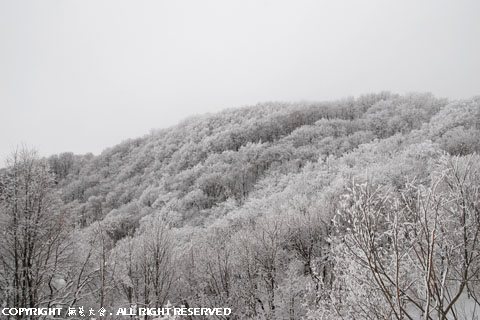 桜峠の霧氷