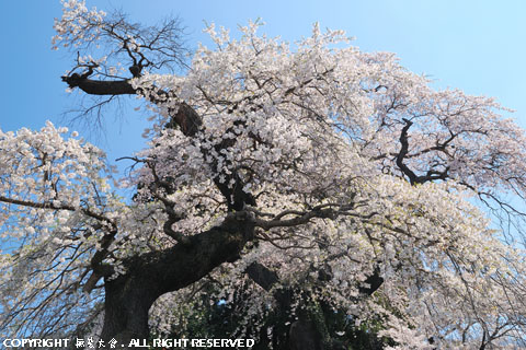 大蔵寺の枝垂れ桜