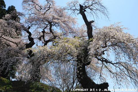 大蔵寺の枝垂れ桜