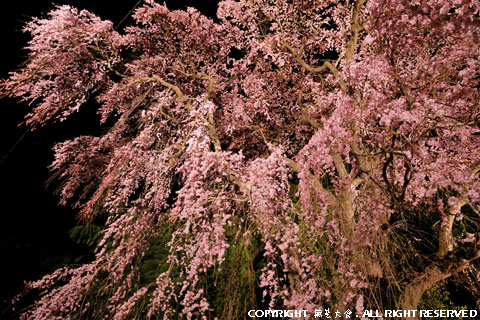 福聚寺の枝垂れ桜