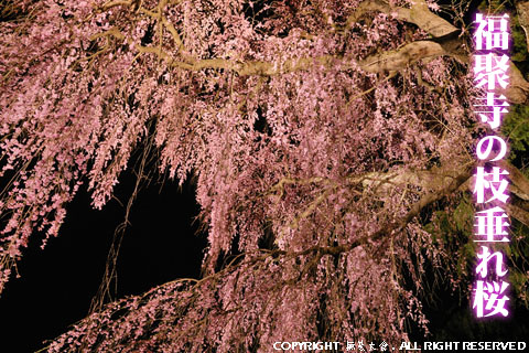 福聚寺の枝垂れ桜