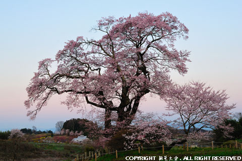 夜明け前の『塩ノ崎の大桜』
