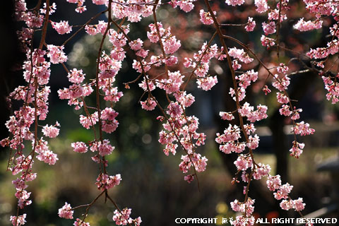 愛蔵寺の護摩桜