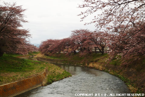 逢瀬川の土手桜