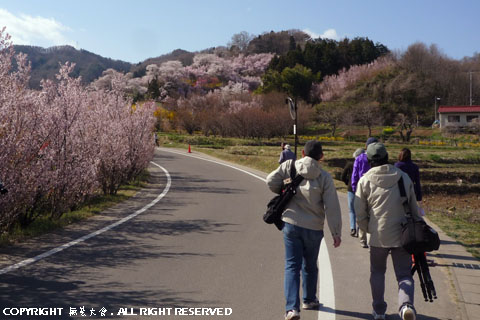 花見山への道