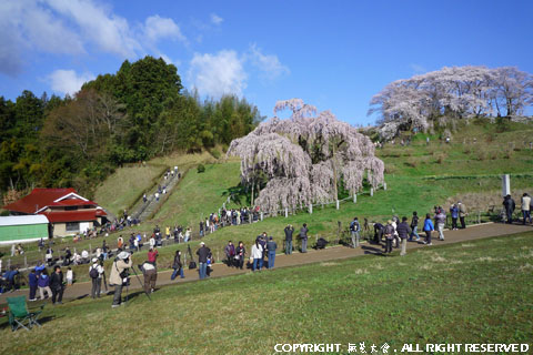 人出で賑わう三春滝桜