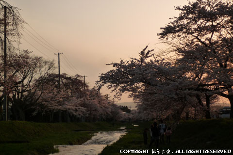 夕暮れ迫る観音寺川の桜並木