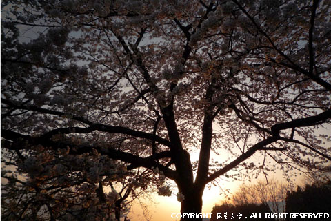 夕暮れ迫る観音寺川の桜並木