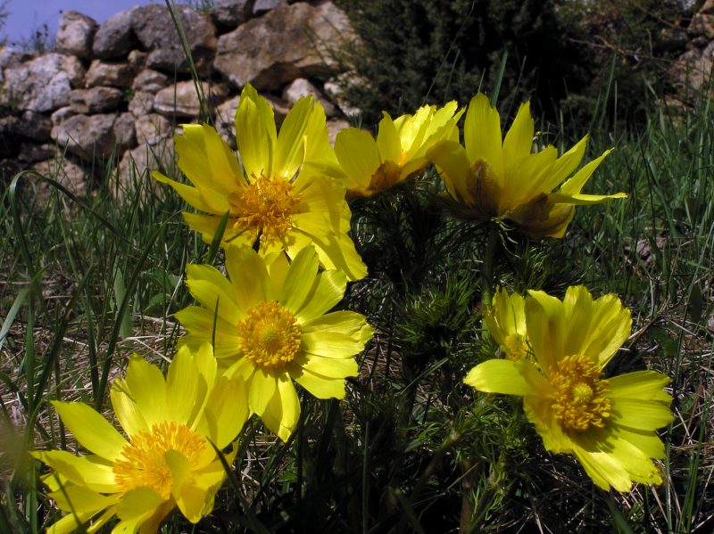 Yellow Pheasant S Eye 春金盏花 Adonis Vernalis Wildflowers Of Britain And Europe