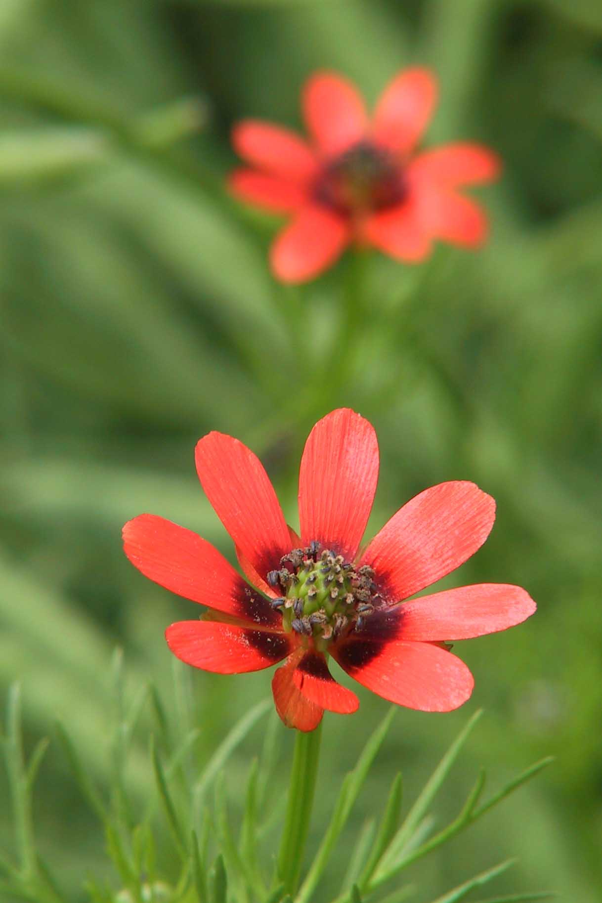 Summer Pheasant S Eye 夏侧金盏花 Adonis Aestivalis Wildflowers Of Britain And Europe