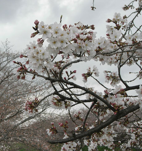 桜開花状況（H22.03.26)