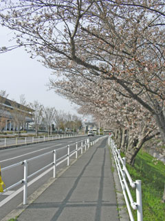 桜開花状況（H22.03.30)