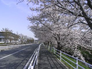 桜開花状況（H22.04.03)