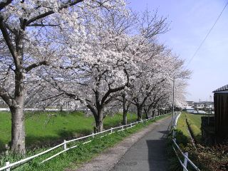 桜開花状況（H22.04.03)