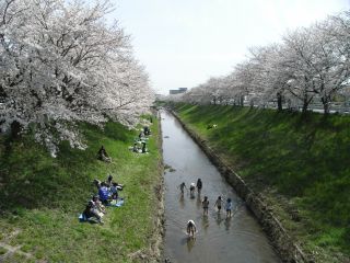 桜開花状況（H22.04.04)