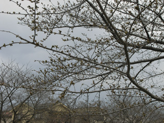 2011年桜開花情報、桜の様子