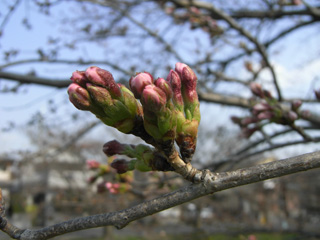 2011年桜開花情報、桜の様子その3