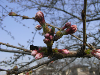 2011年桜開花情報、桜の様子その3