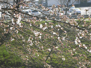 2011年桜開花情報、桜の様子その4