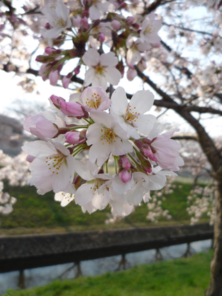 2011年桜開花情報、桜の様子その5