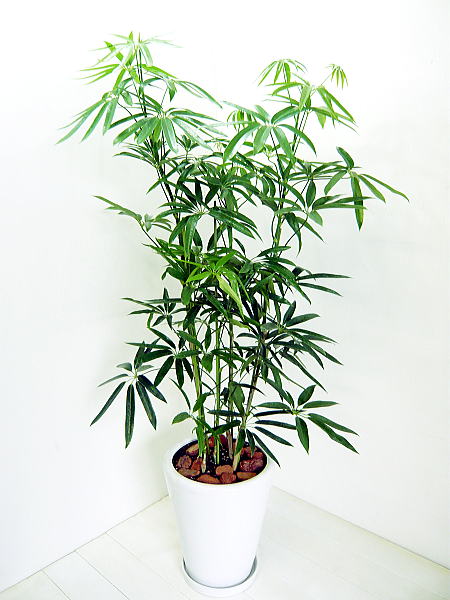 観葉植物の管理 種類と育て方 シェフレラ アンガスティフォリア