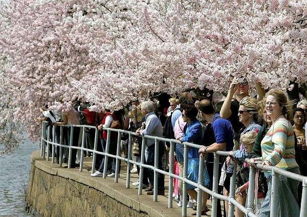 cherry-blossoms-5-Getty.jpg