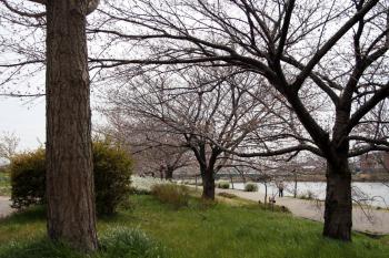 2012.3.26戸田川緑地公園